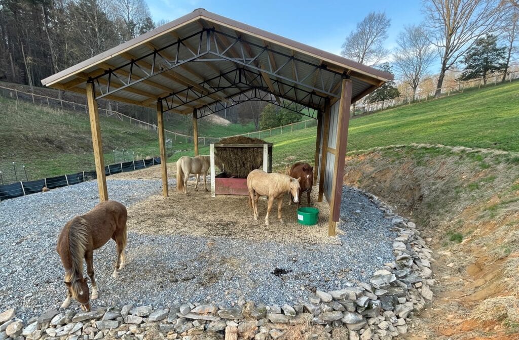 Horses grazing in a feeding trough area